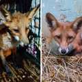 U Zagrebu u Dubravi spasili lisicu iz šahta: Promrznutu su je odveli u oporavilište u ZG Zoo