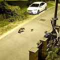VIDEO Lisica je zalutala u krivi kvart: Napala mačića kojem je u par sekundi stiglo pojačanje