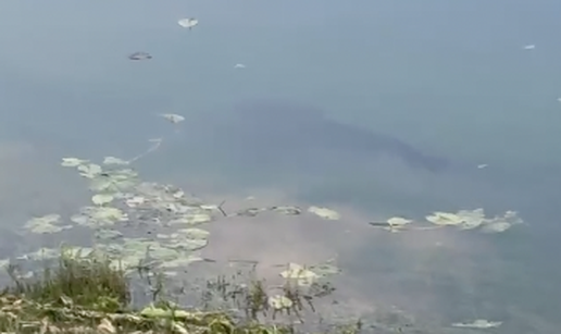 VIDEO Som Jura viđen na Jarunu: 'Bio je sigurno duži od metra, a nije se bojao ni psa'