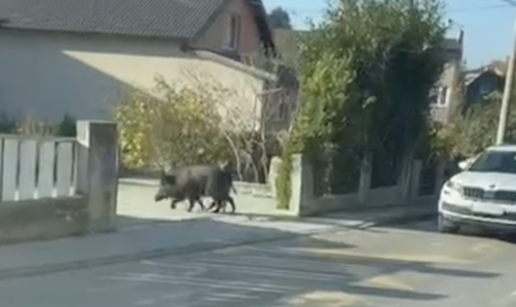 Par divljih svinja lunja ulicama Zagreba: 'Bili smo u šoku, strah me jer uopće ne mare za aute'