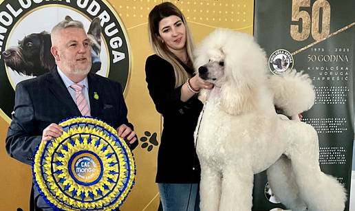 GALERIJA Impresivna kraljevska pudla najljepša je od najljepših na velikoj izložbi u Zaprešiću